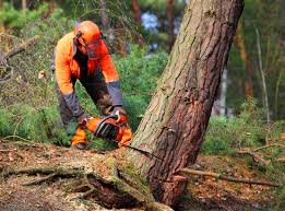 How Our Tree Care Process Works  in  Spring Park, MN